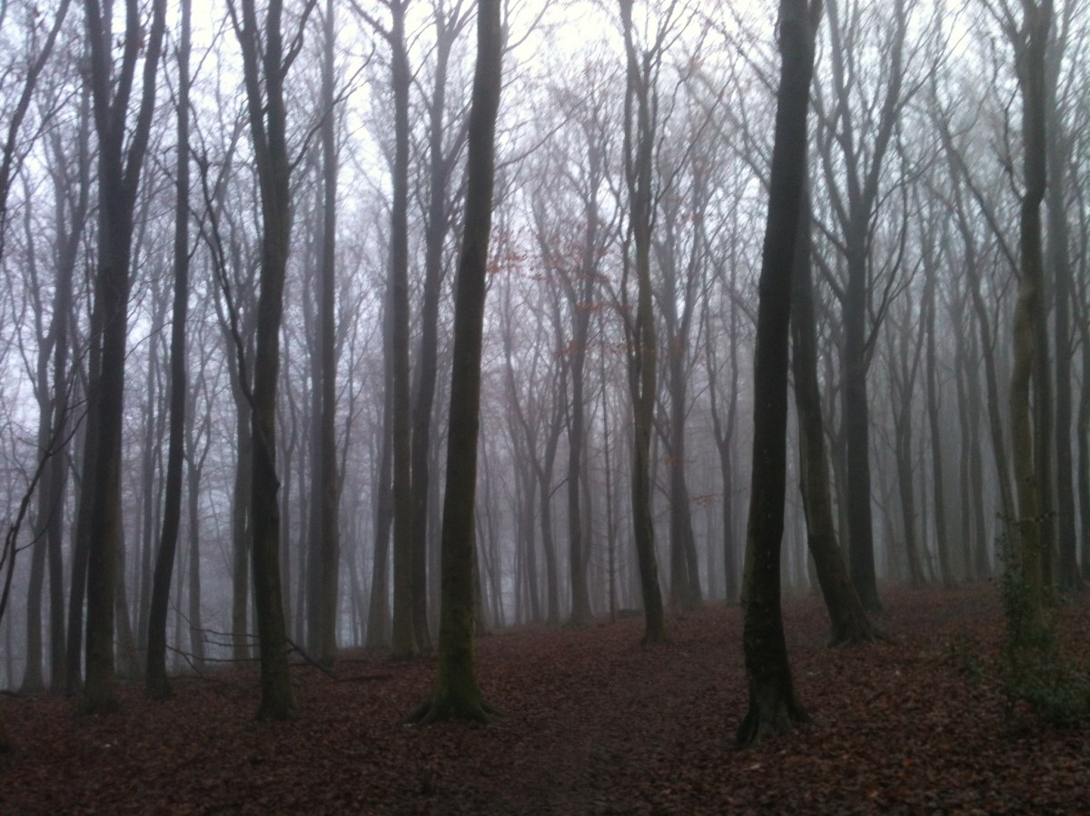 Misty trees, early January Andrew's Wood near Shoreham