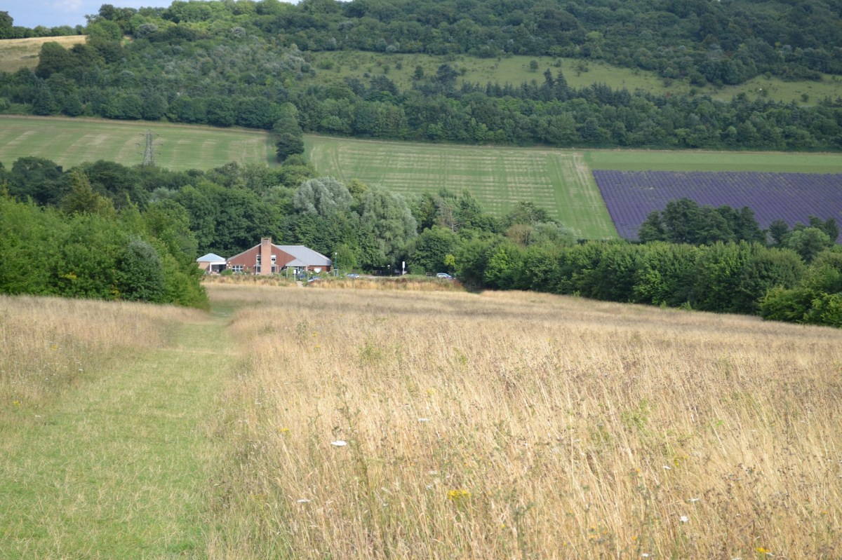Lullingstone visitors centre, with lavender field beyond