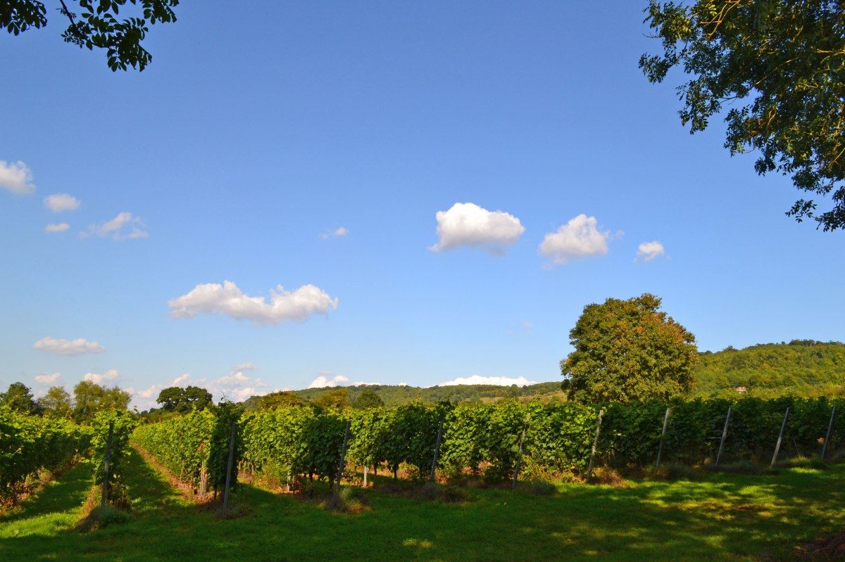 Mount Vineyard, Shoreham,