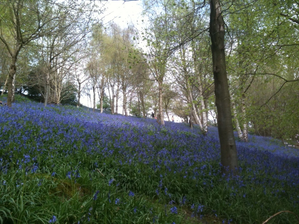 A not-so-good phone pic of bluebells at Emmetts. Adds a bit of colour though...