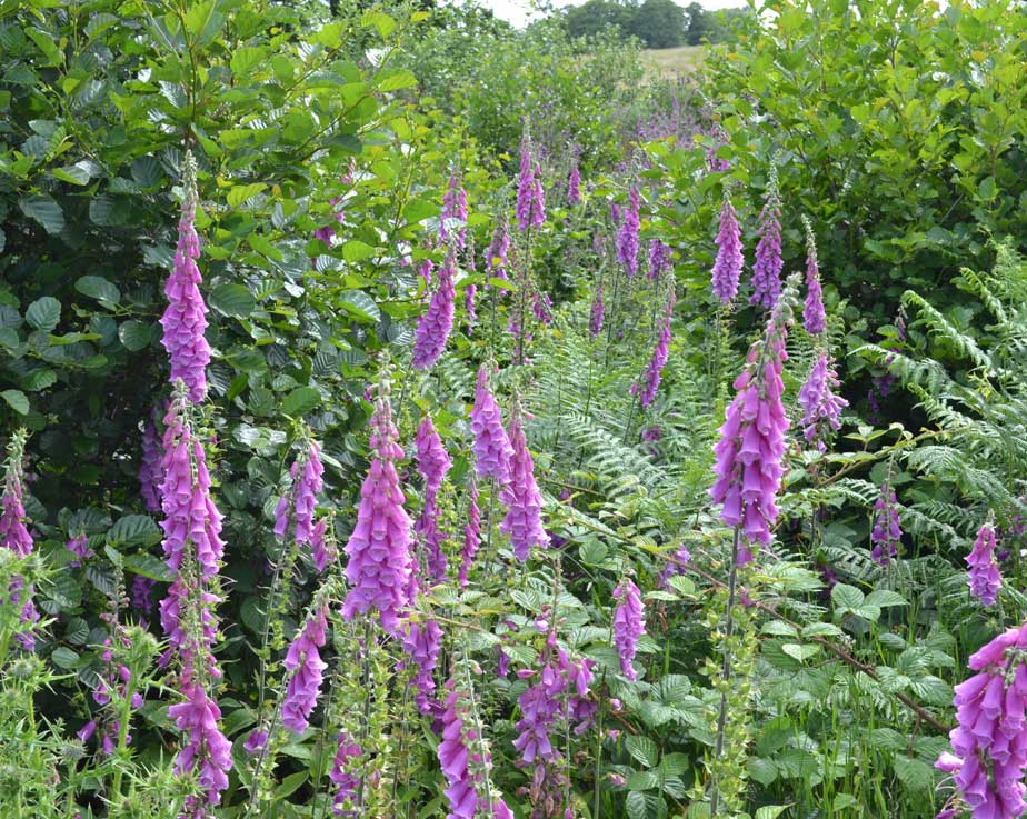 Foxglove 'forest'
