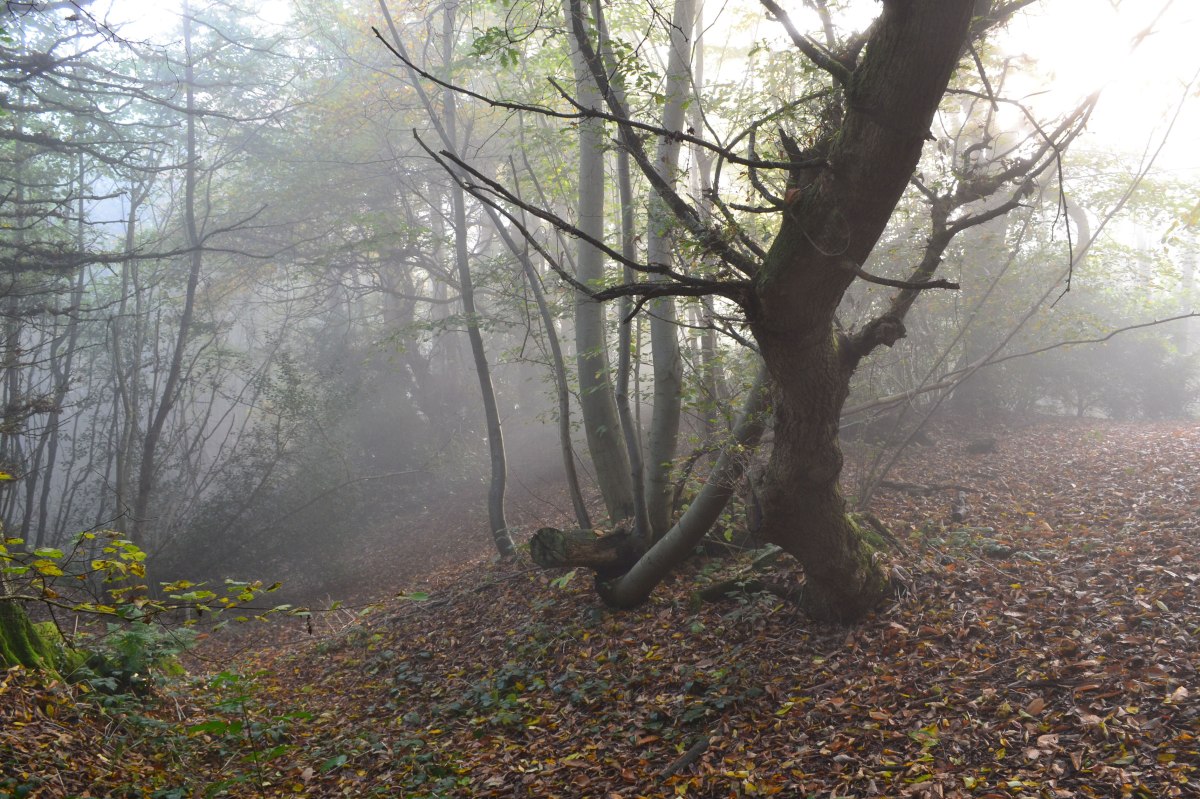 Ide Hill National Trust woods