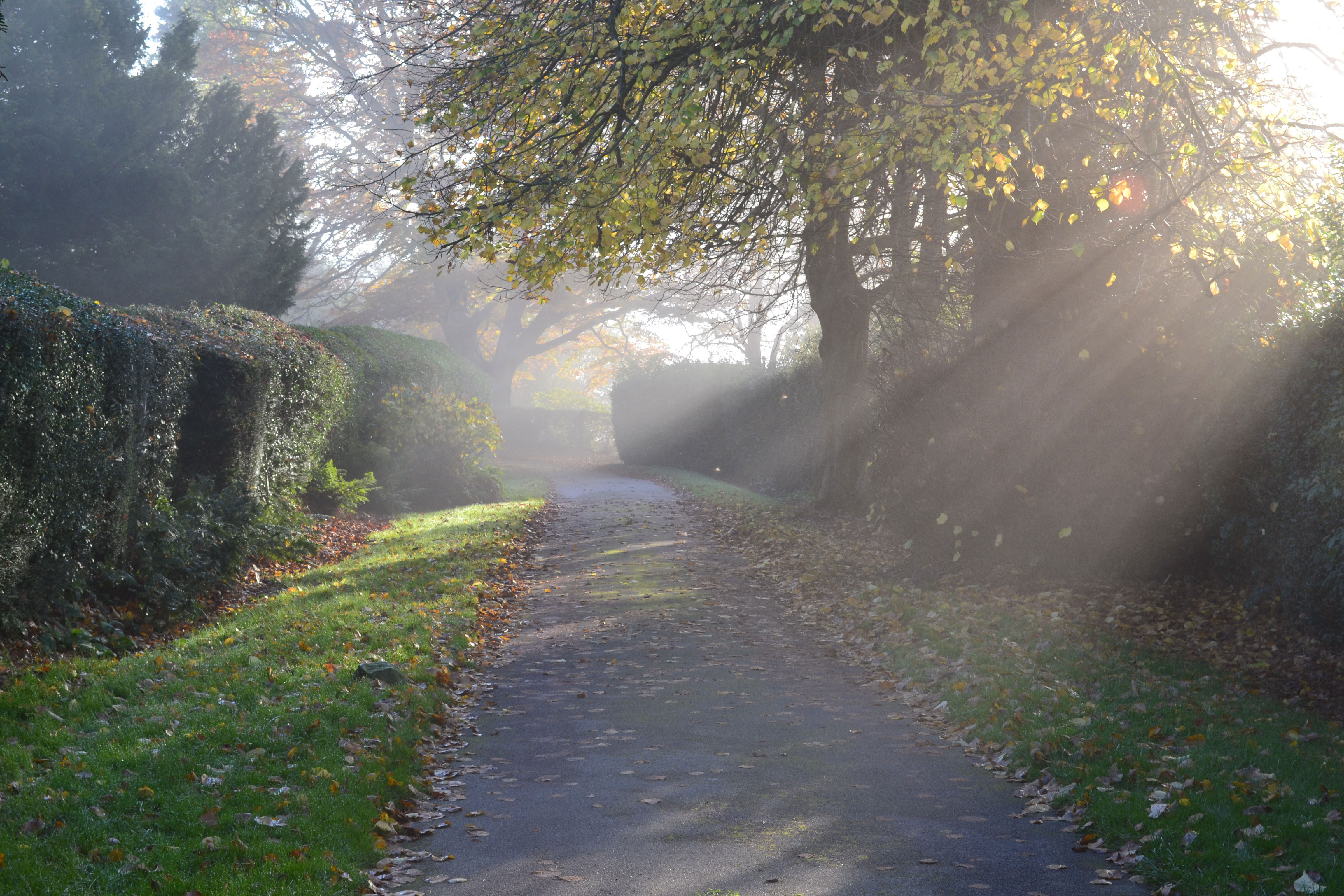 Start of Ide Hill walk in fog, autumn