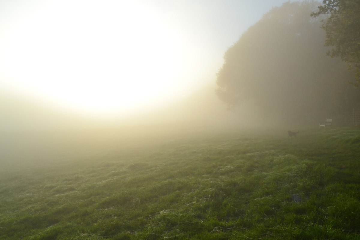 Scord Wood fog, November