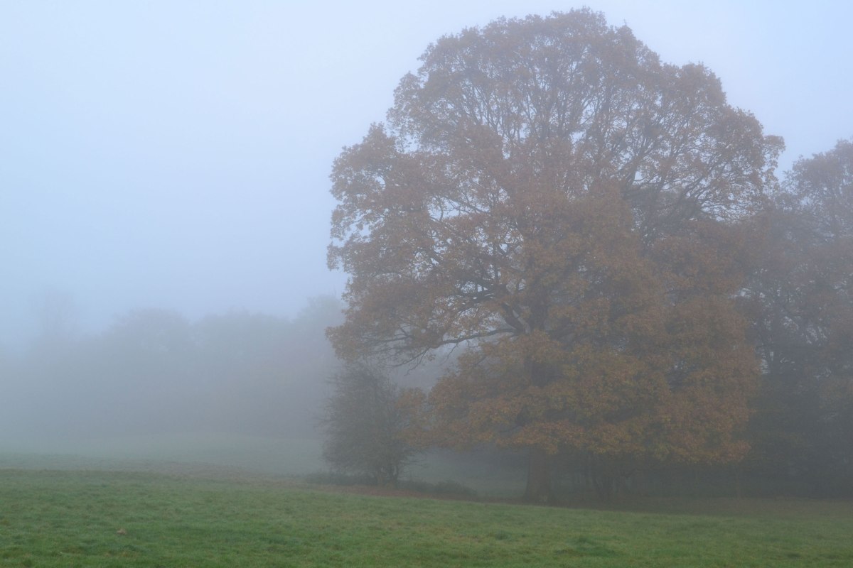 Beech tree in fog, Ide Hill