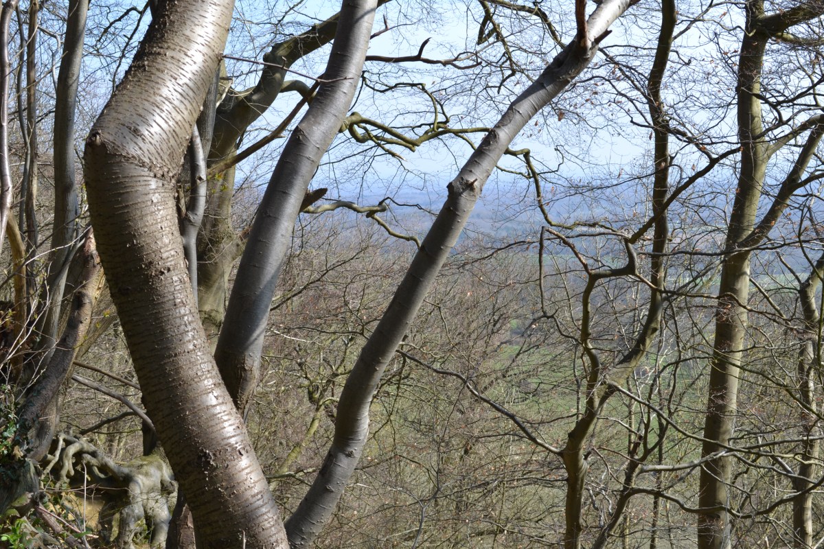 Looking out from the greensand escarpment at One Tree Hill