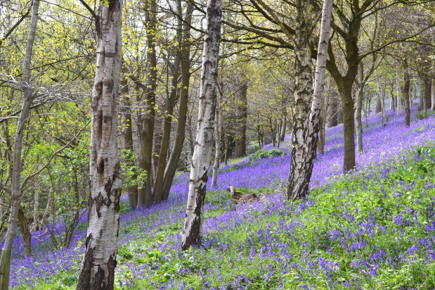 Bluebells 2015