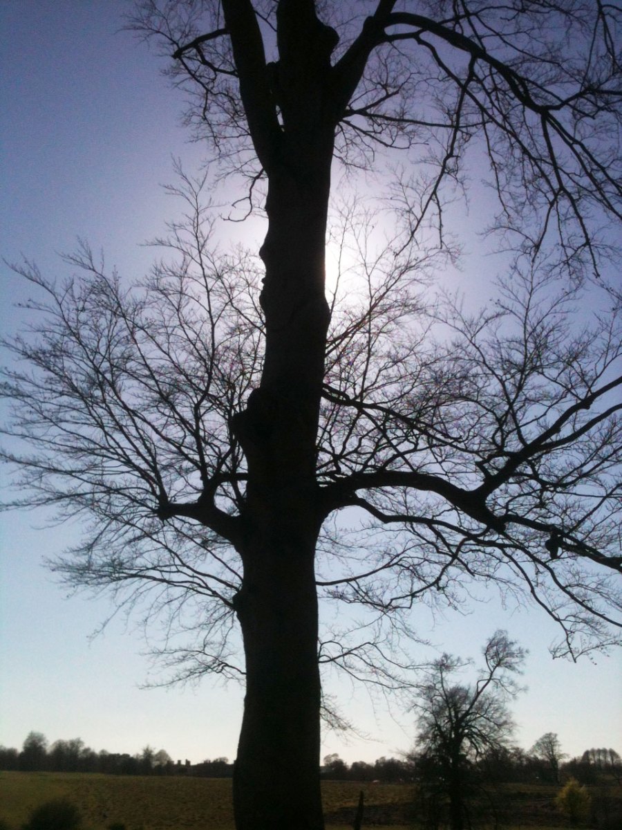 Beech tree awaiting its leaves, early spring