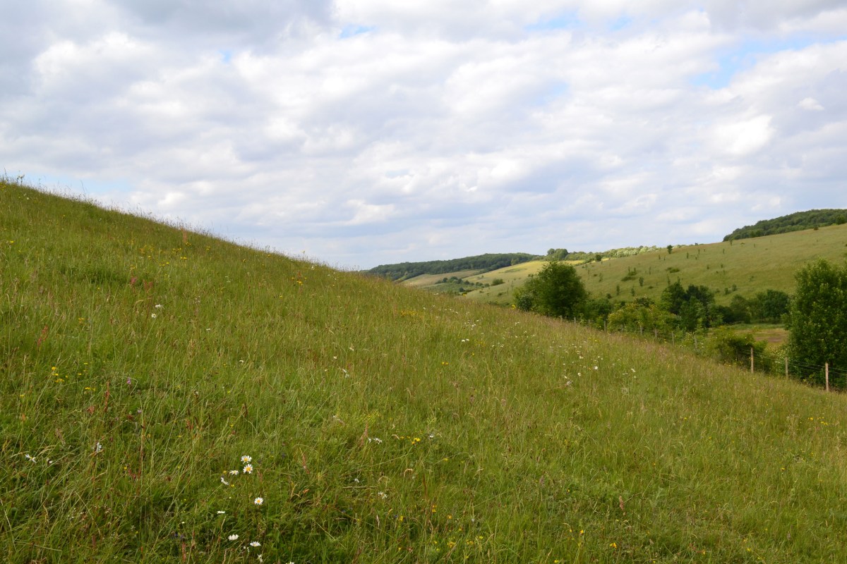 The steep hill in June... no longer stark but full of life