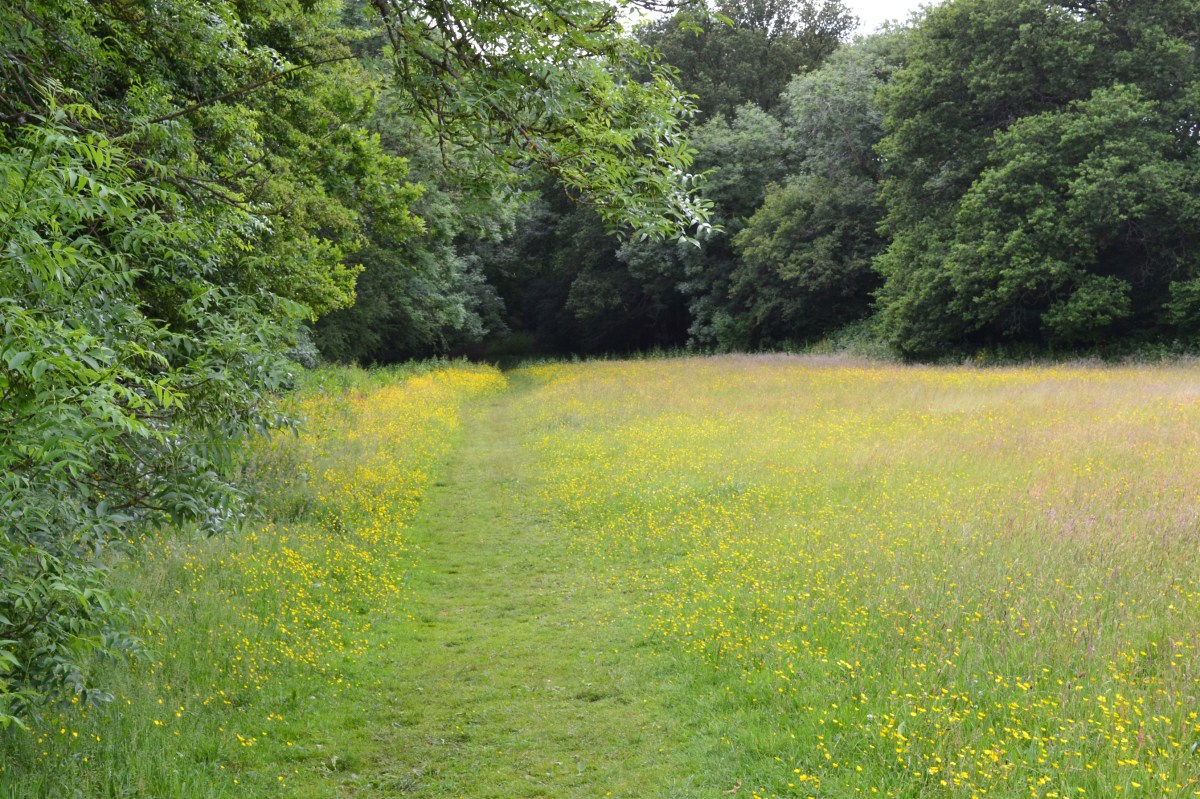 The hidden field and woods from the top of the little hill