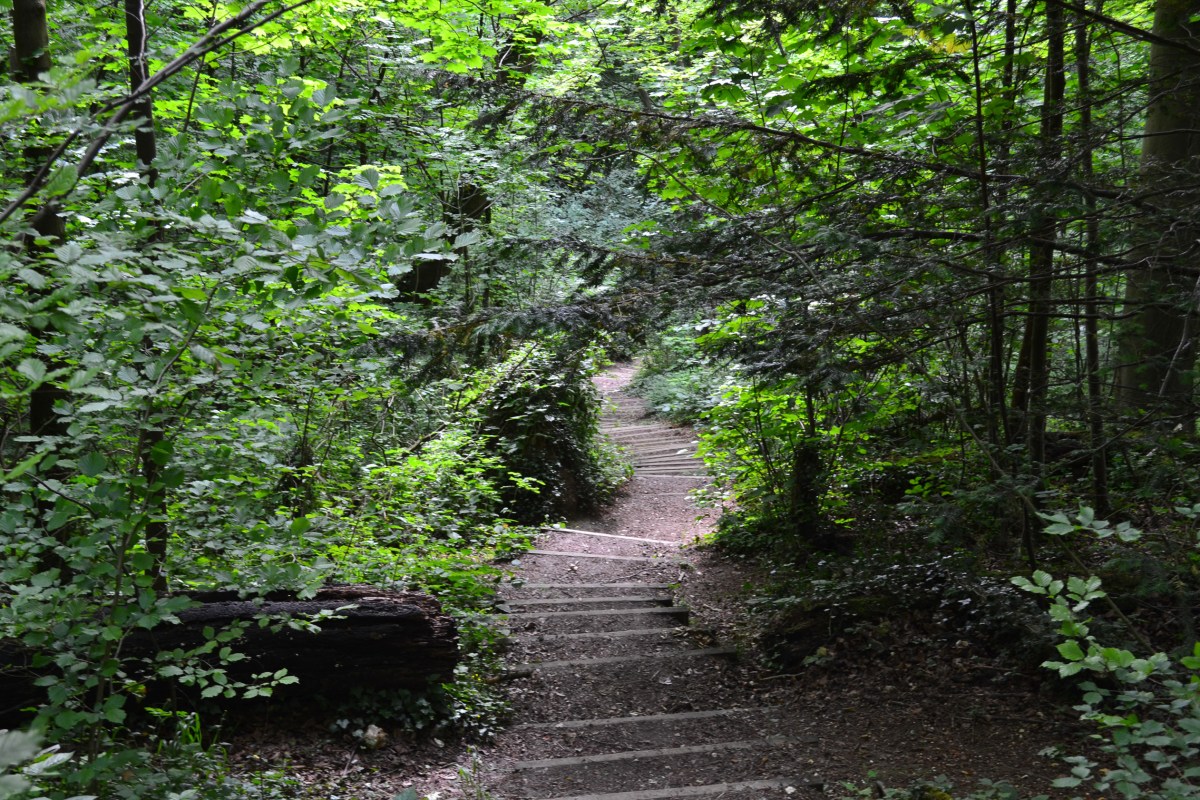 The steps down through the ancient woods, point 11
