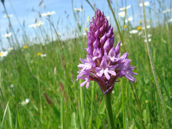 Pyramidal orchid