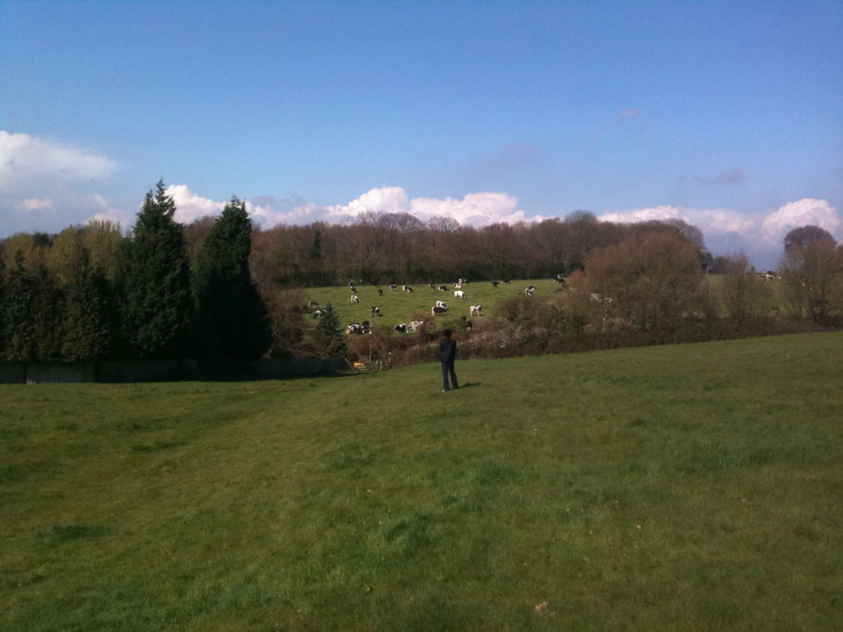 cows ahead in fields between Point 5 and 6