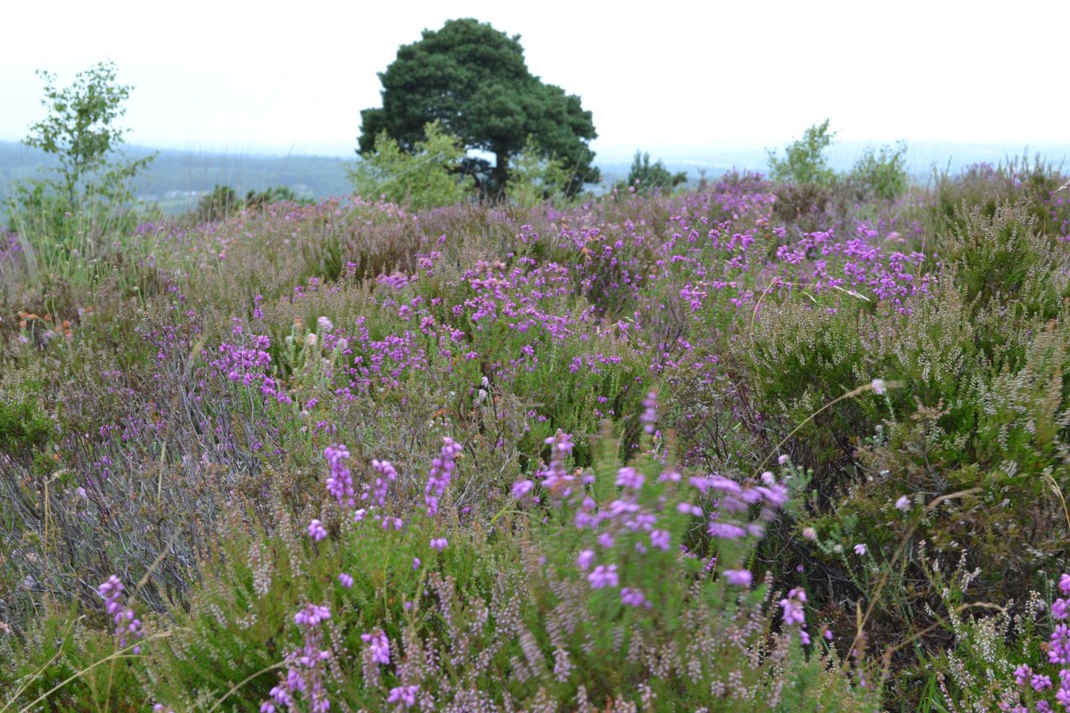 Ashdown Forest