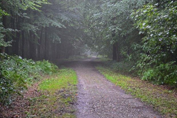 Darent Valley ‘cloud&nbsp;forest’