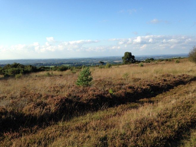 Ashdown Forest