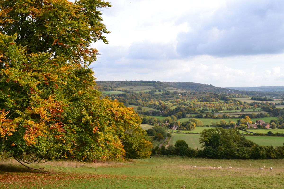Autumn colours in field above Shoreham's Filston Lane (walk 2 and 8)