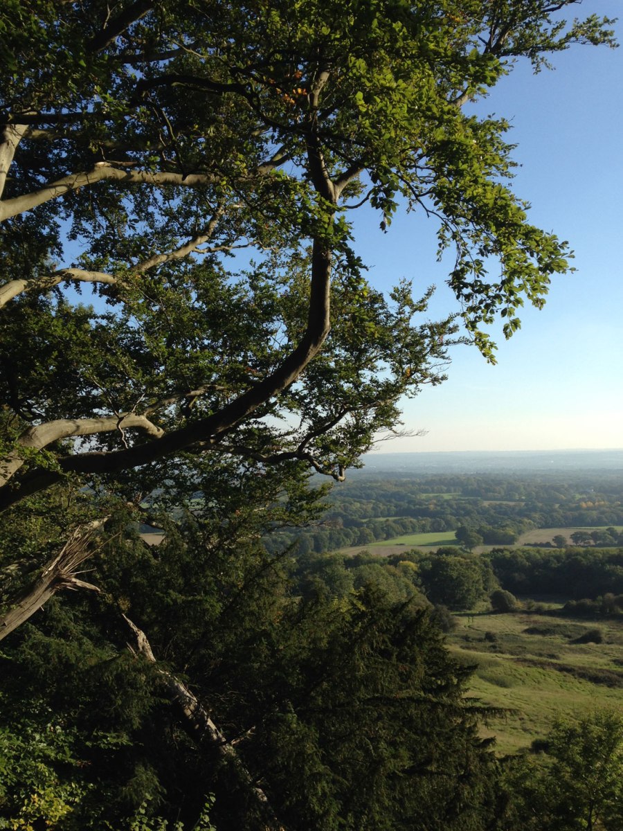 Bitchet Green path near Ightam Mote, beech tree
