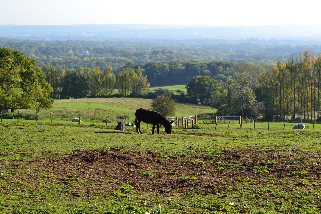 White-Rock-Farm-2-rooks-lane – Kent walks near London