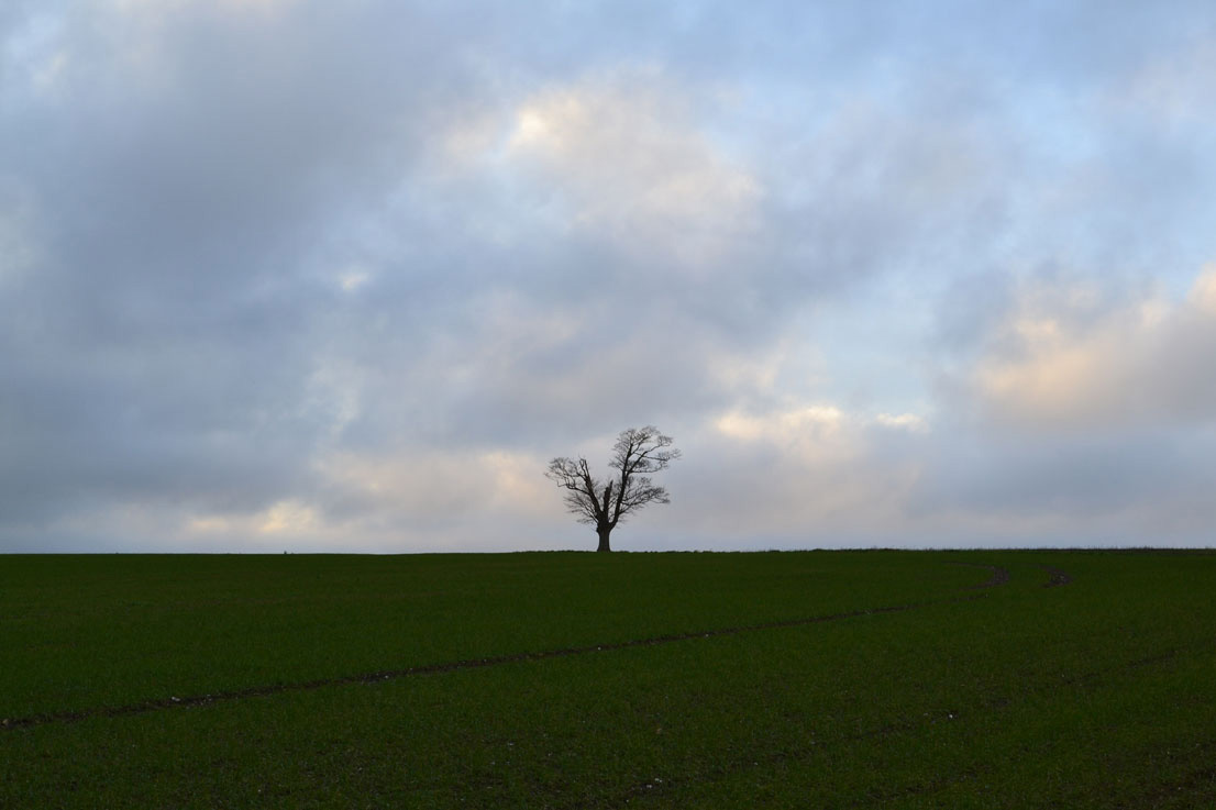 Lonely tree, nr Eagle Heights, Eynsford