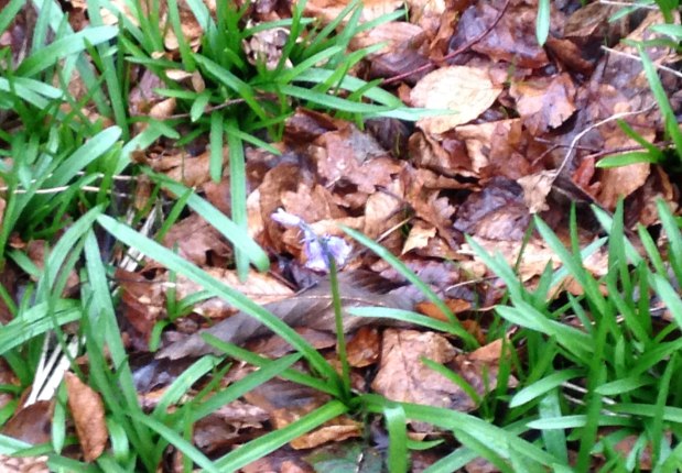 The first bluebell of 2016 is&nbsp;out!