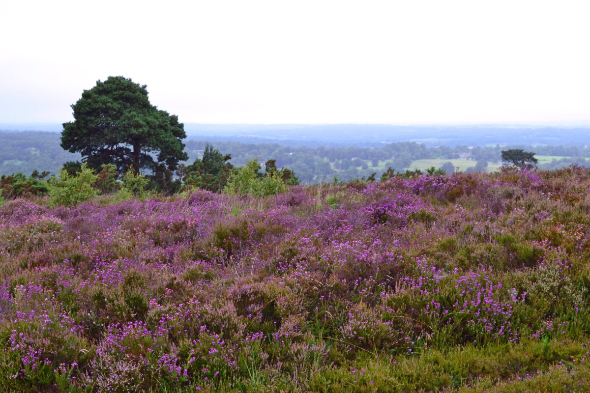 Heather at Gills Lap, Ashdown Forest