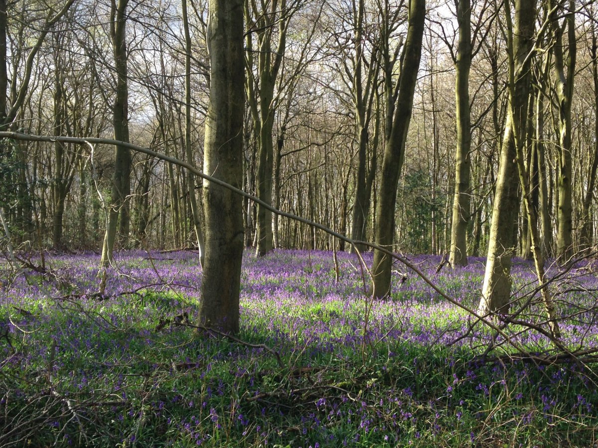 Meenfield Woods
