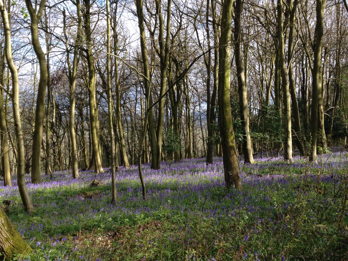 Meenfield Wood bluebells
