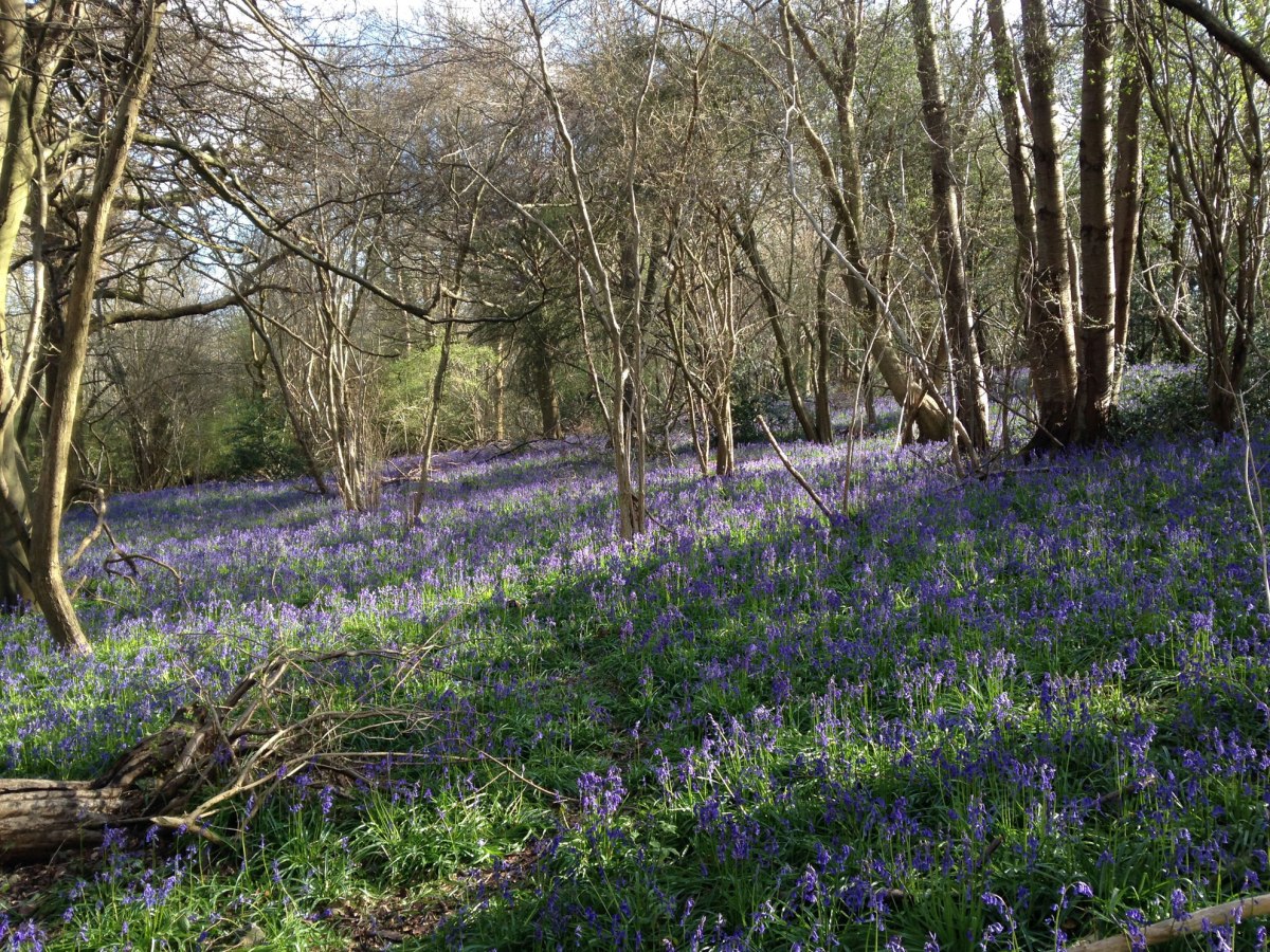 Downe bluebells