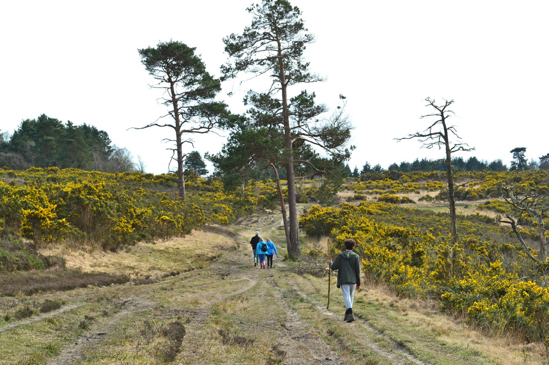 Ashdown Forest walking in Eeyore's Gloomy Place