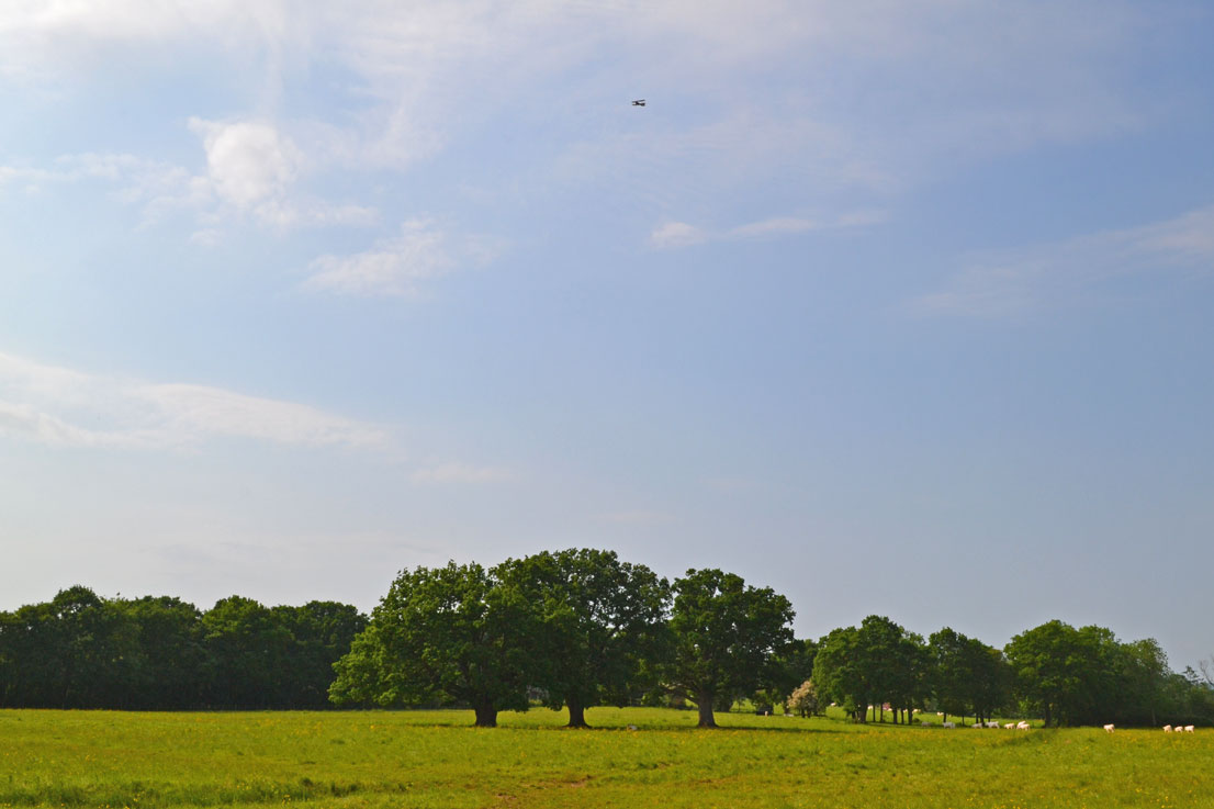 The three oaks with a Tiger Moth biplane