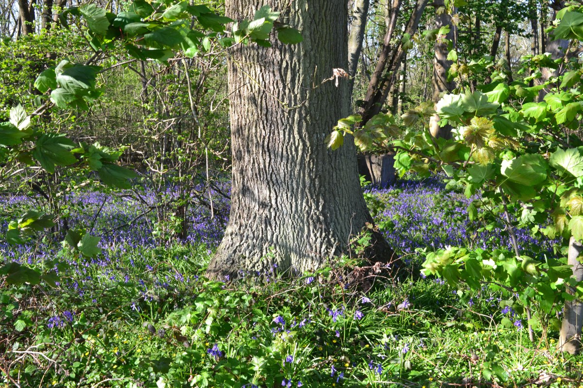 Bluebell wood after leaving Penshurst road