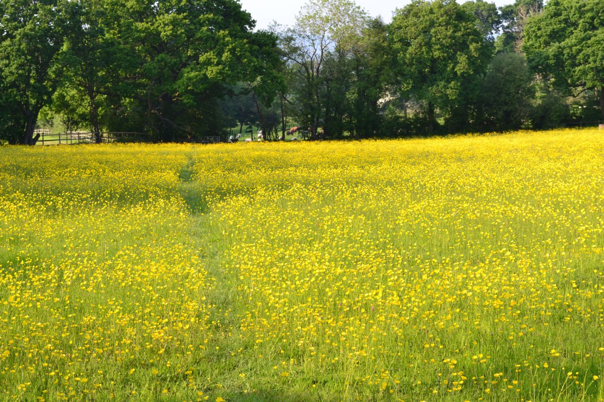 Superb meadow of buttercups near Hever
