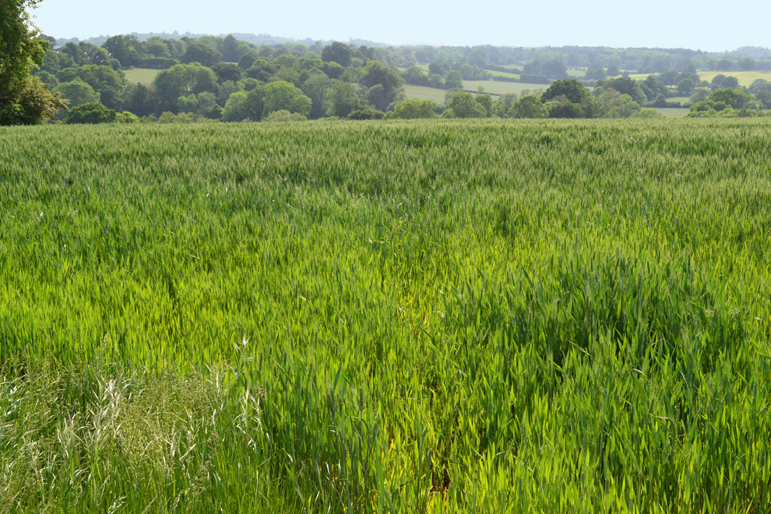 Cereal field and view south from near Penshurst