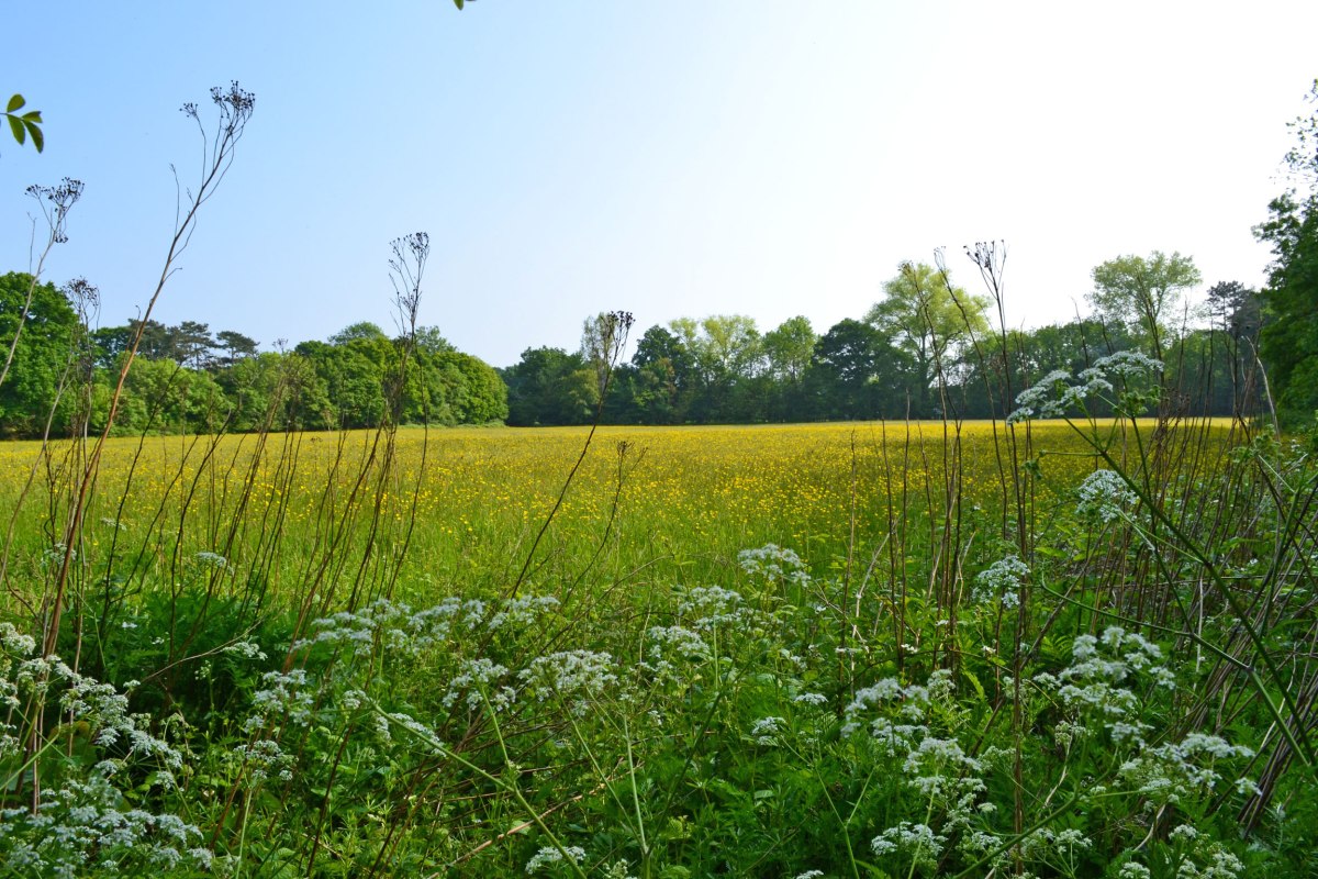 Cow parsley/buttercups