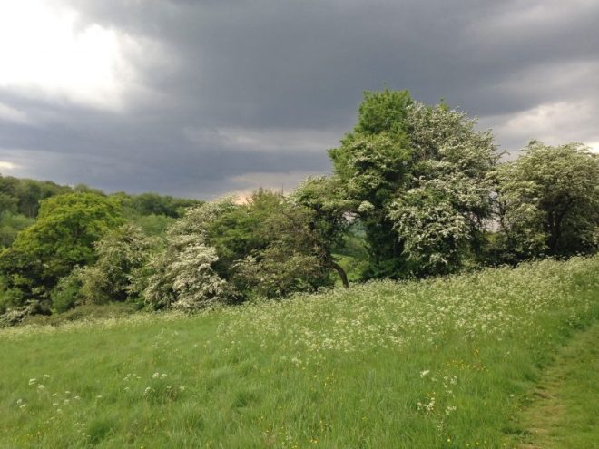 Hawthorn on Downe walk