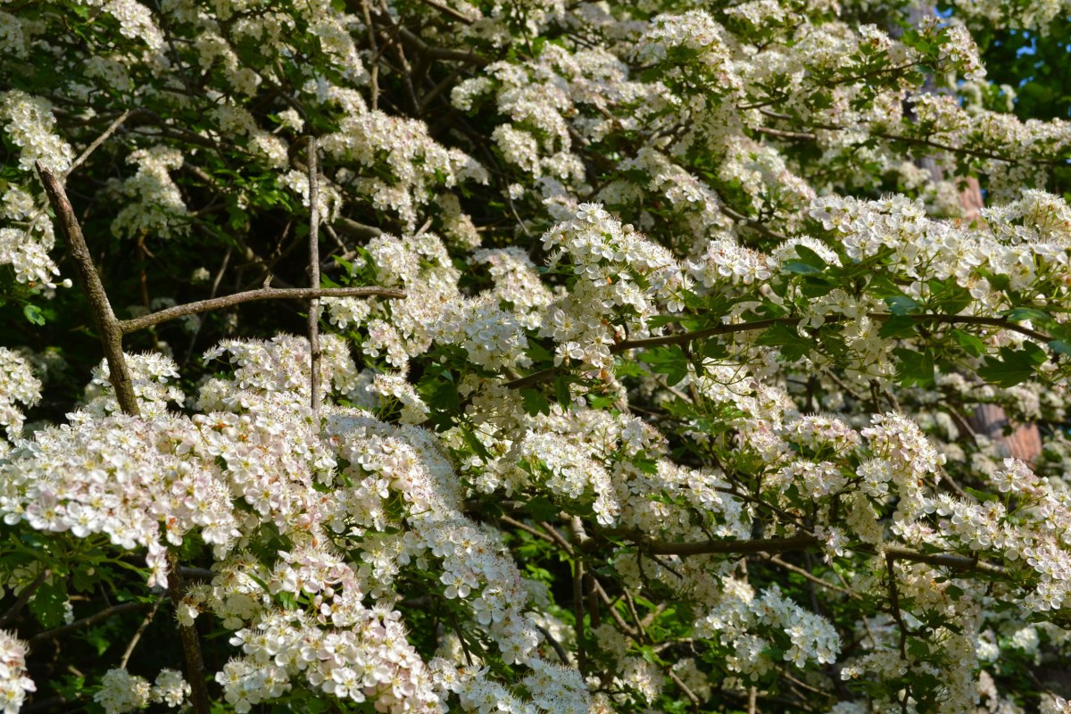 Hawthorn, Hever walk