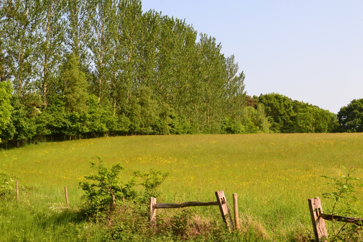 Poplars near Hever