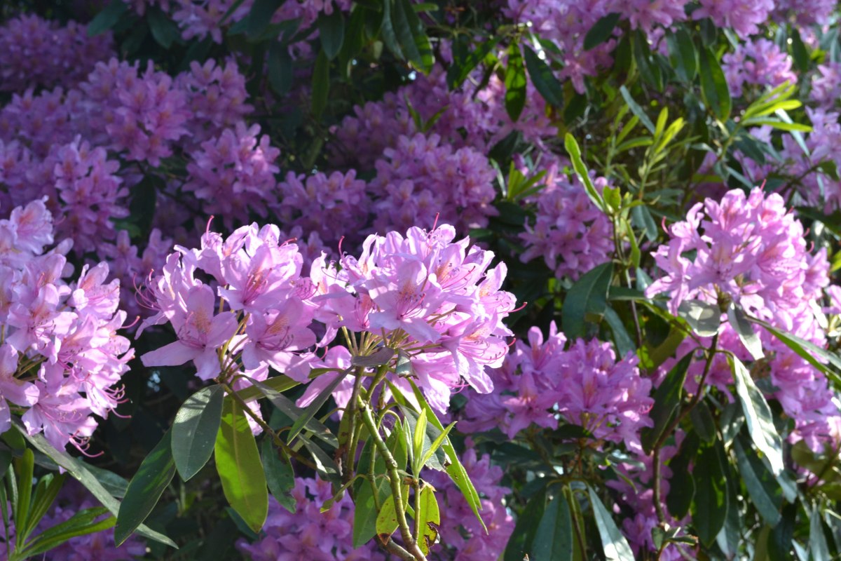 Rhododendron near Wilderness Farm