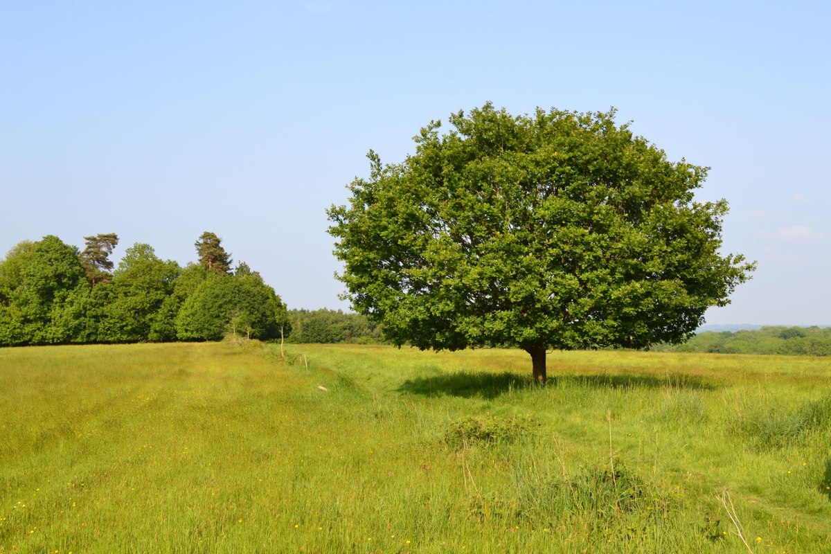 Small oak in field near Stock wood