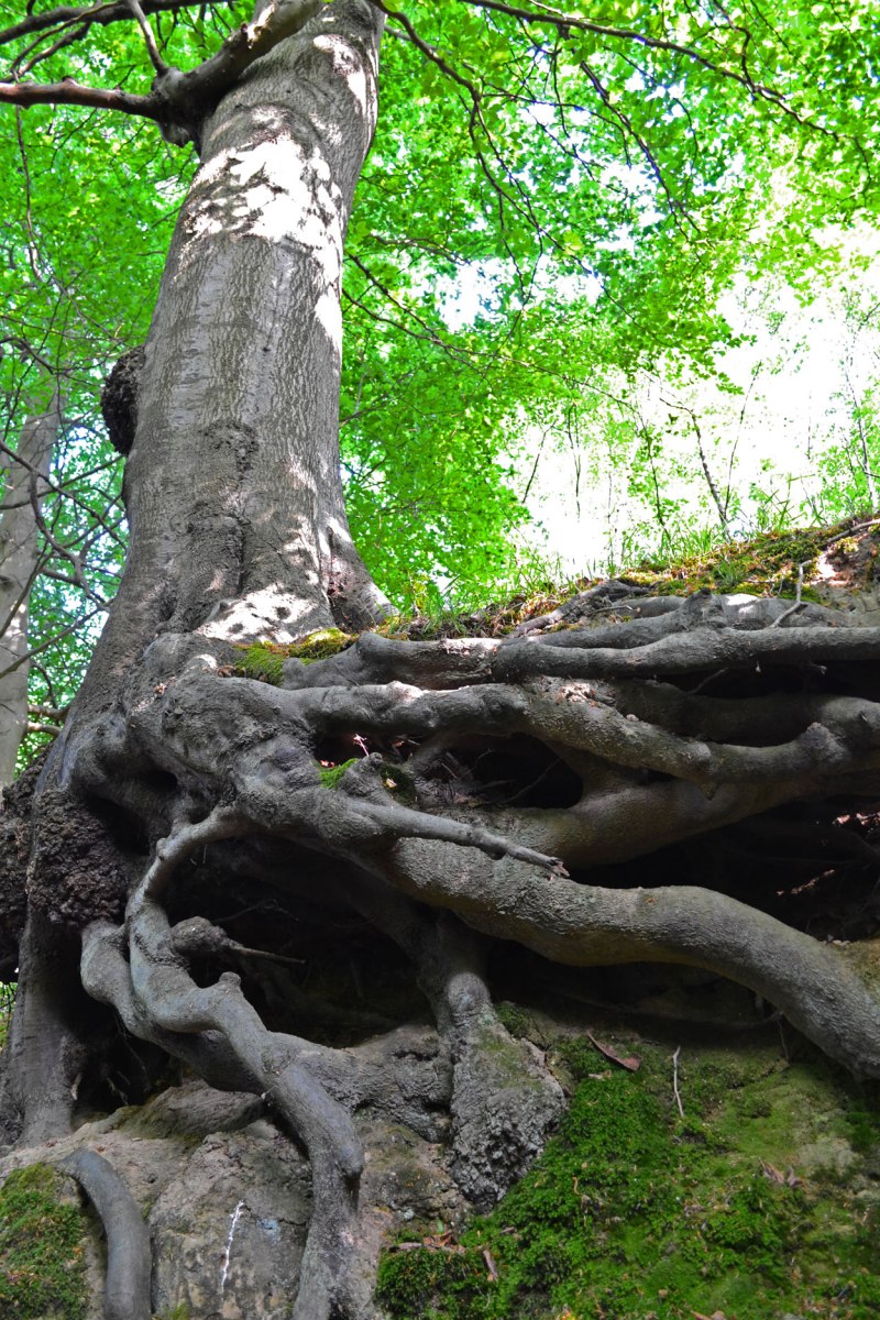 Tree growing out of sandstone outcrop, Hill Hoath