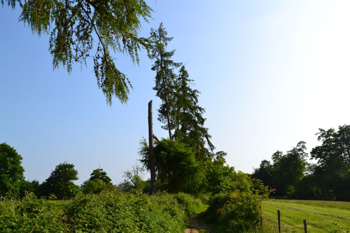 Young pines nr Hill Hoath on Hever walk