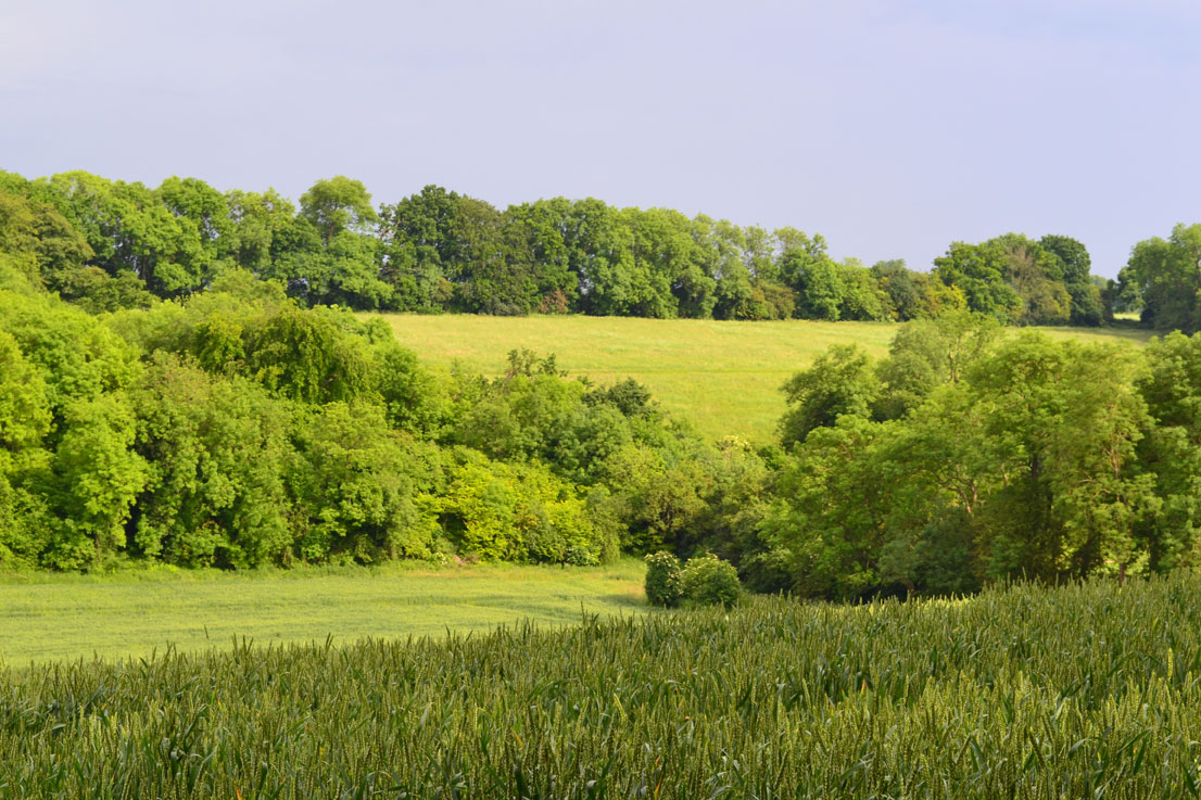 Hillside field near Downe