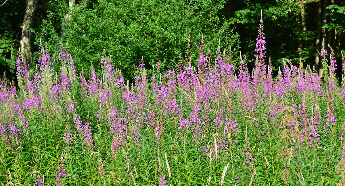 Rosebay willowherb, One Tree Hill