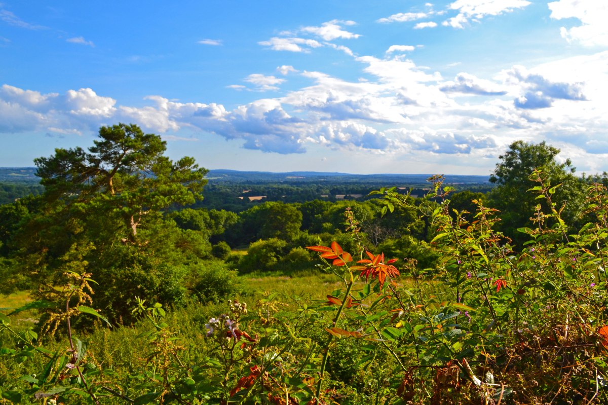 Weald view on One Tree Hill walks