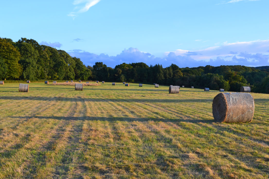 Hay bales close to Darwin's Sand Walk, Downe