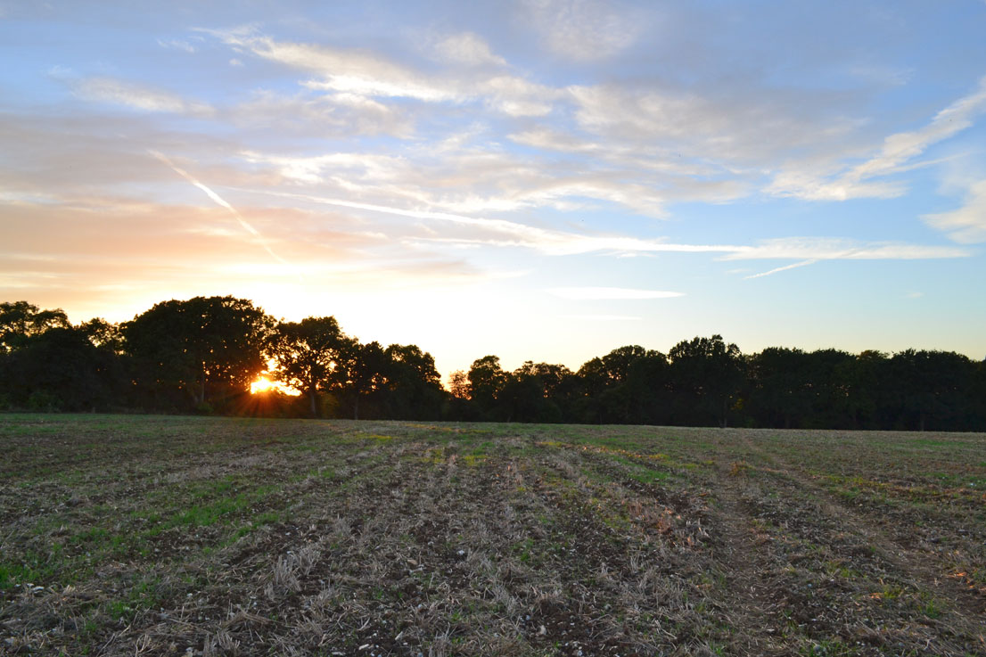 Downe, sunset