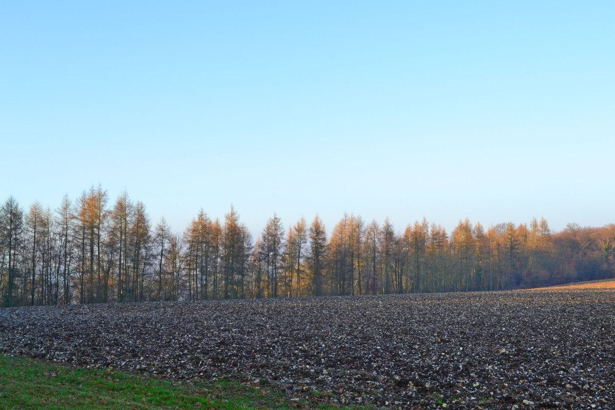 Larch trees near point 2, walk 14
