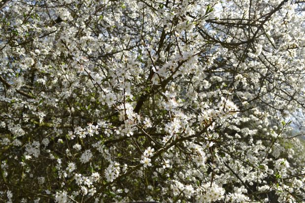 Early spring flowers on Kent walks near&nbsp;London