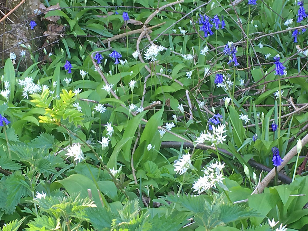 Bluebells and wild garlic near Ightam Mote
